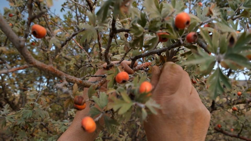 Aydın'da 75’lik Nazmi Amca alıç ile sağlığına sağlık katıyor