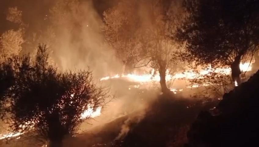 Zeytinlik alanda orman yangını