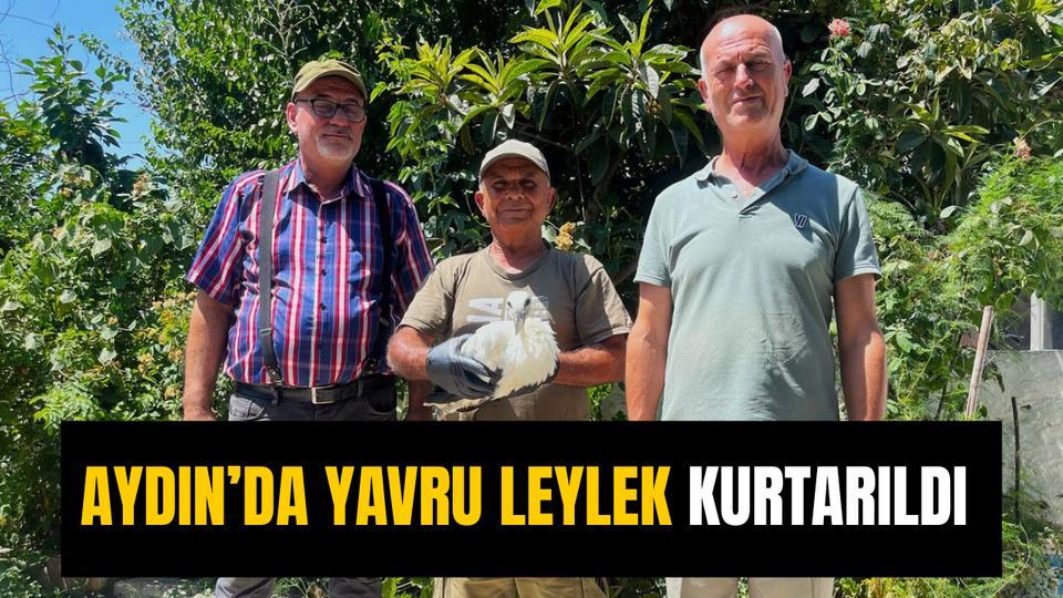 Aydın’da yavru leylek kurtarıldı