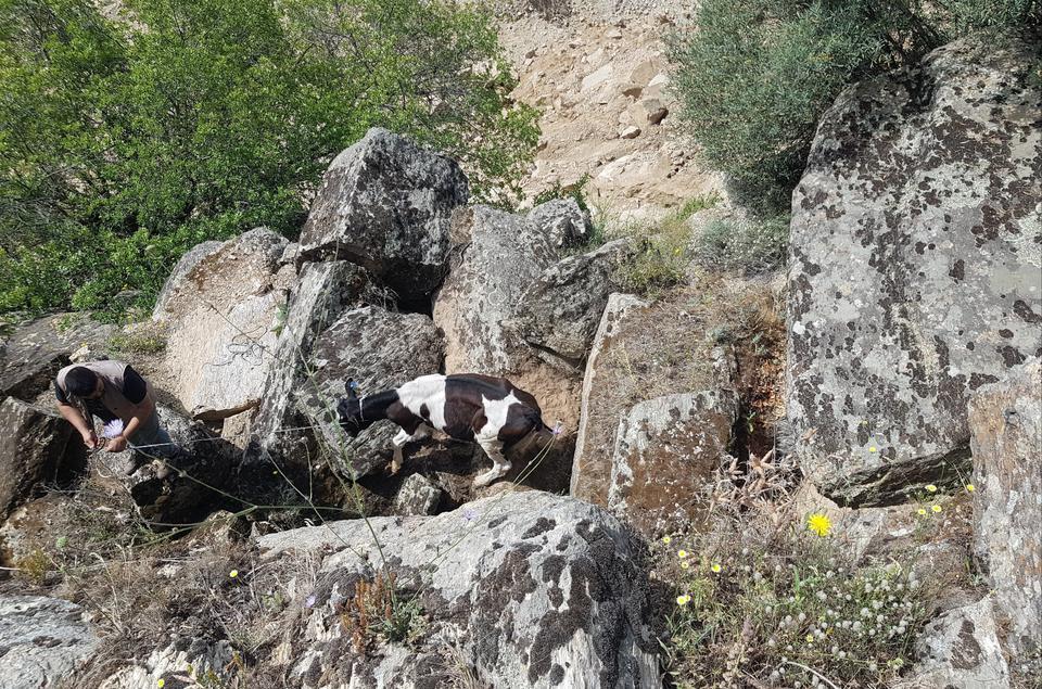 Aydın’da kaybolan büyükbaşlar dronla bulundu