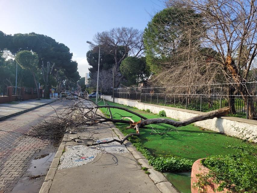 ÇÜRÜYEN AĞAÇ YOLA DEVRİLDİ, FACİA UCUZ ATLATILDI