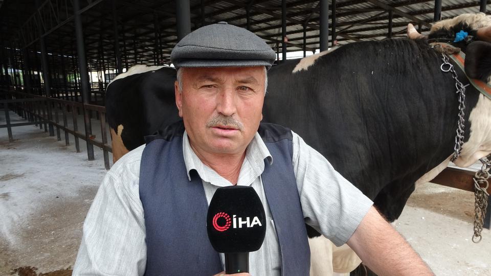 KÜTAHYA'DA 1 TON 200 KİLOLUK KURBANLIK 350 BİN TL'YE SATILDI