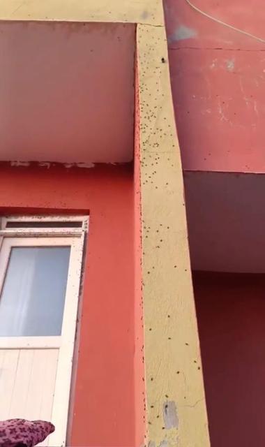 Evlerin duvarları sineklerle kaplandı