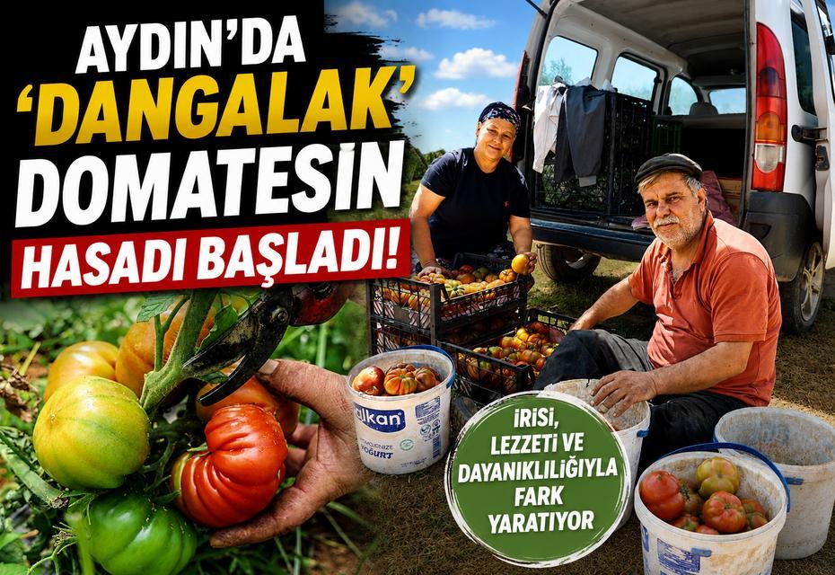 Aydın'da ‘Dangalak’ domatesin hasadı başladı