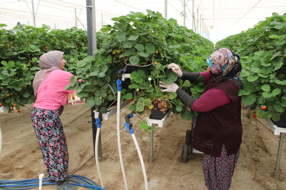 TARIMI, TEKNOLOJİYLE BİRLEŞTİRDİ YAŞITLARINA ÖRNEK OLDU