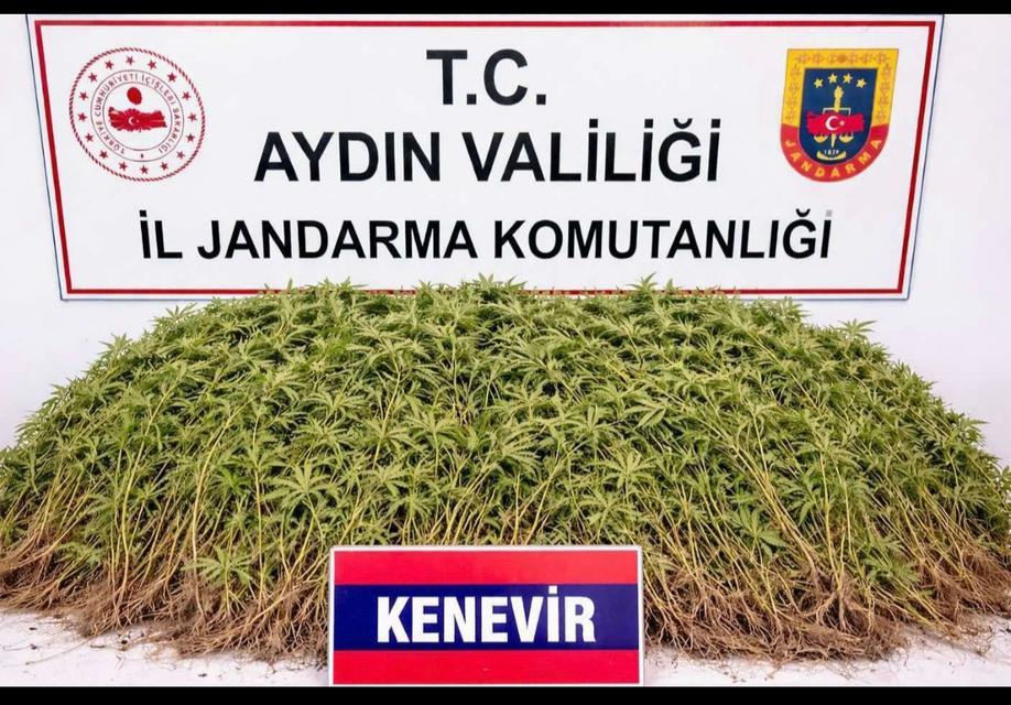 Aydın'da serada 208 kök kenevir ele geçirildi