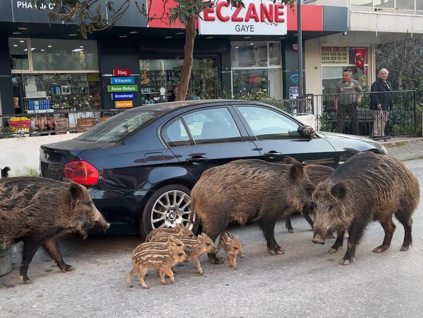 Aydın'ın yanı başında yaban domuzları sokaklarda yiyecek aradı