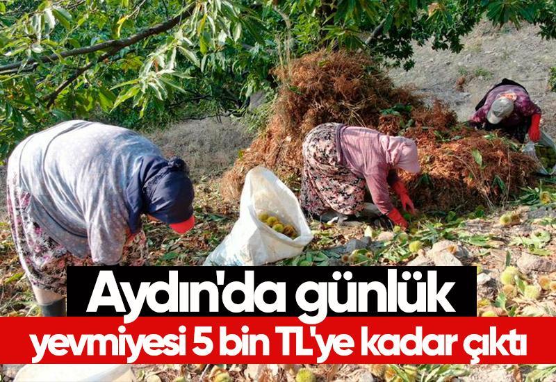 Aydın'da günlük yevmiyesi 5 bin TL'ye kadar çıktı
