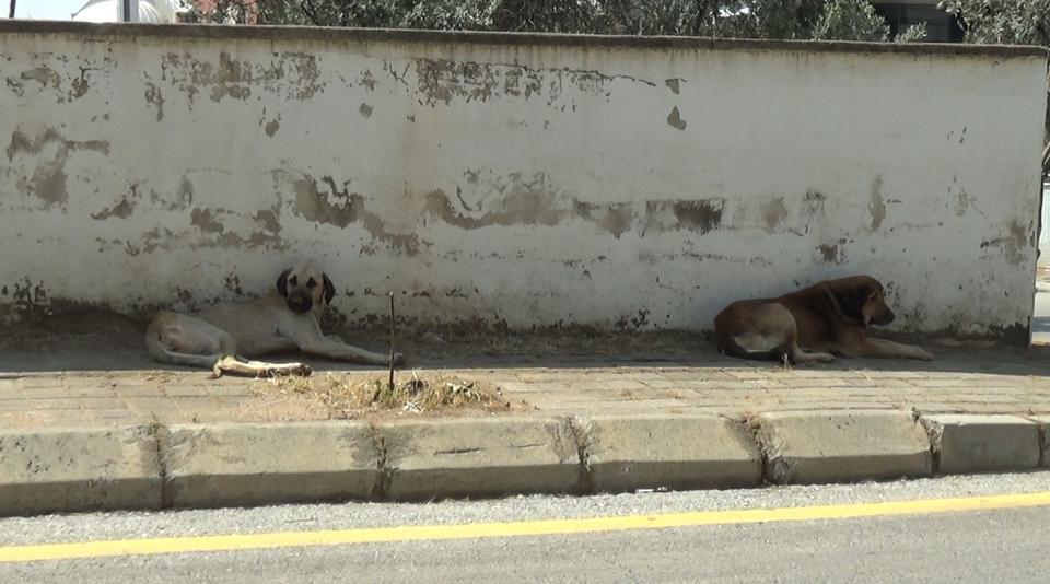 MAHALLE SAKİNLERİ BAŞIBOŞ KÖPEKLERDEN TEDİRGİN SİTE GÖREVLİSİ ŞEREF ÇATAL: "ÇİĞ ETLE BESLEDİKLERİ İÇİN BU KÖPEKLER SALDIRGANLAŞIYOR"