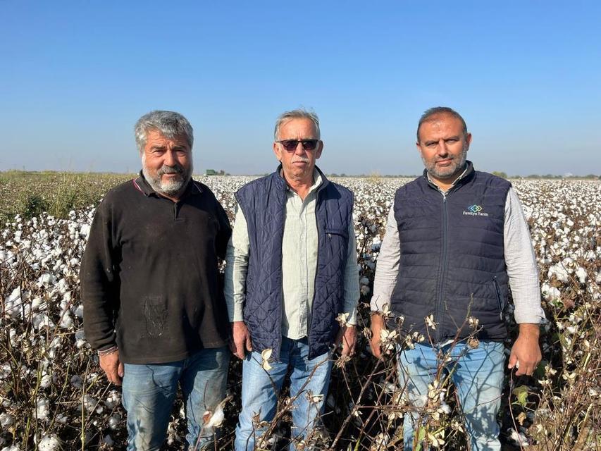 Aydın'da yağışlar pamuğu etkiledi