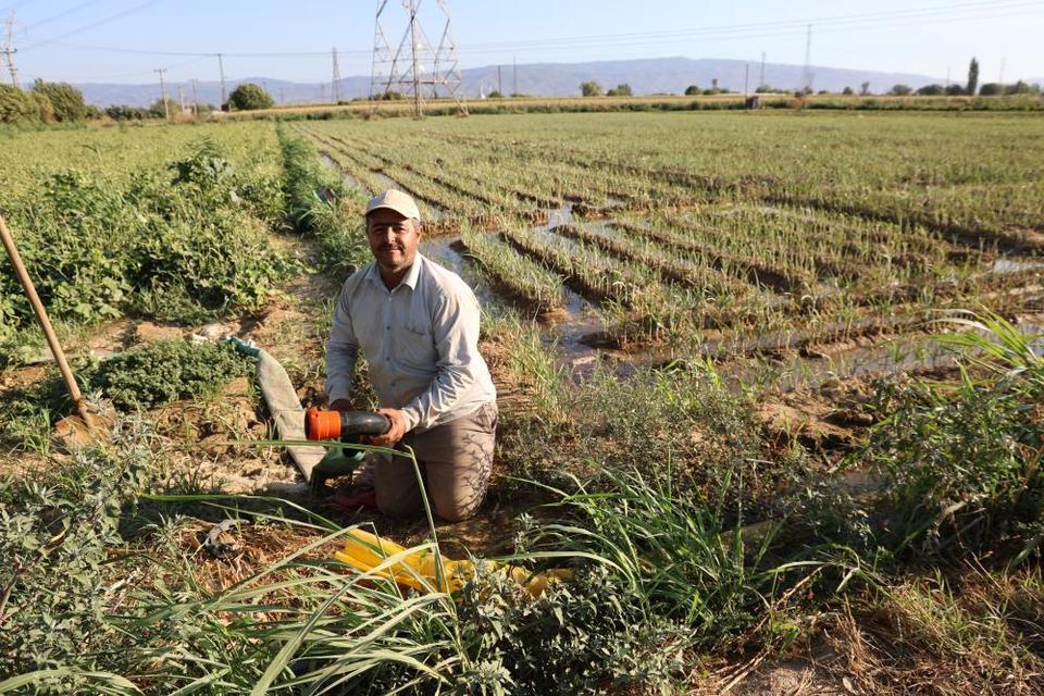 Aydın'da su kıtlığı çiftçilerin mesai saatlerini değiştirdi