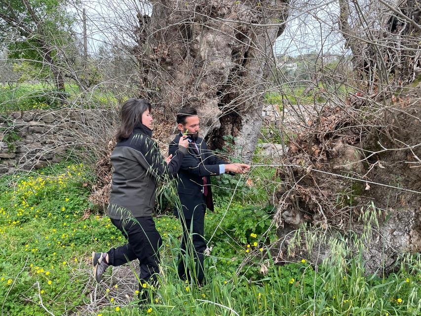 BODRUM'DA 2 BİN YILLIK DEV ÇINAR KEŞFEDİLDİ ANIT AĞAÇ İÇİN SÜREÇ BAŞLADI