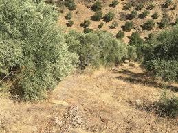 Bozdoğan'da satılık zeytinlik