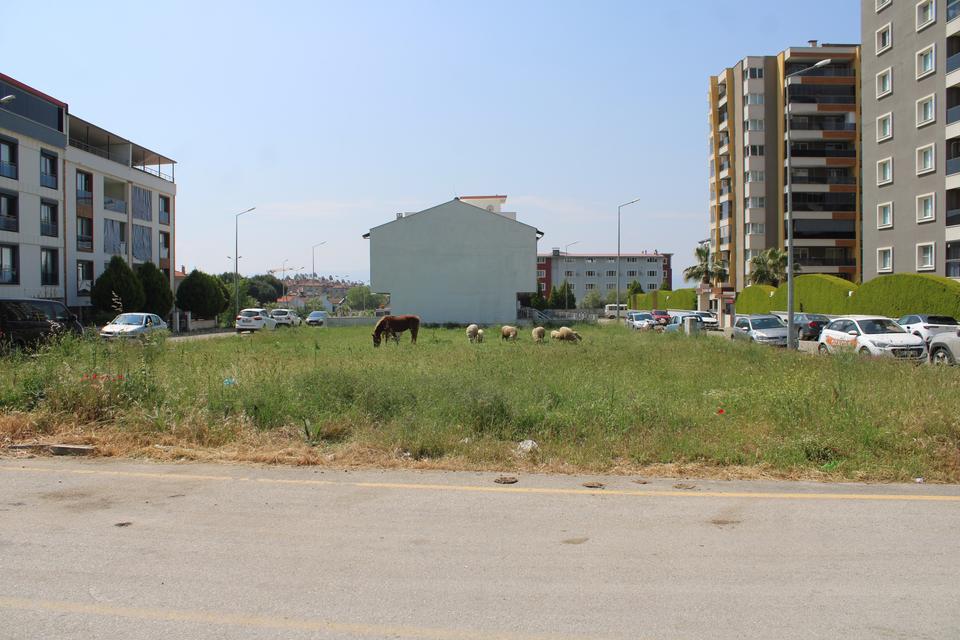 MAHALLE SAKİNLERİ BAŞIBOŞ KÖPEKLERDEN TEDİRGİN SİTE GÖREVLİSİ ŞEREF ÇATAL: "ÇİĞ ETLE BESLEDİKLERİ İÇİN BU KÖPEKLER SALDIRGANLAŞIYOR"