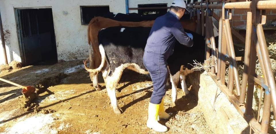 Aydın'ın bir ilçesinde daha şap alarmı verildi