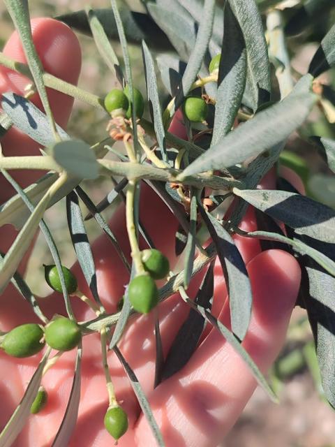 Zeytin üreticilerine kritik uyarı