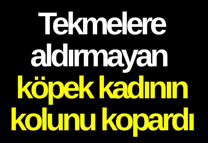 Tekmelere aldırmayan köpek kadının kolunu kopardı