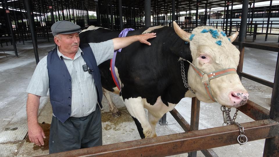KÜTAHYA'DA 1 TON 200 KİLOLUK KURBANLIK 350 BİN TL'YE SATILDI