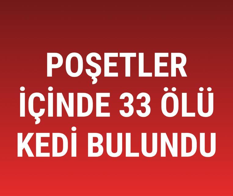 Poşetler içinde 33 ölü kedi bulundu