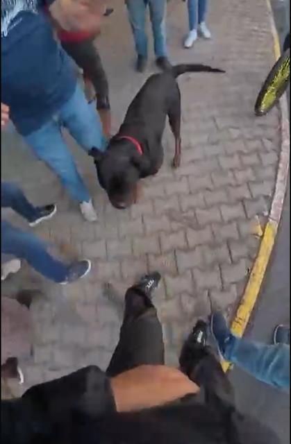 Sokakta ağızlıksız gezdirilen 'Rottweiler' cinsi köpek dehşet saçtı