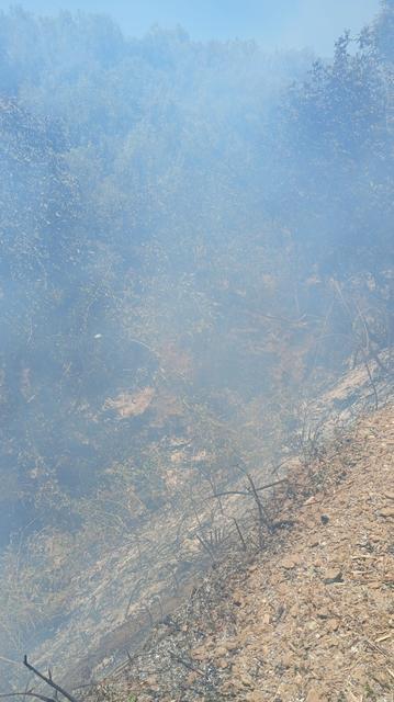 İZNİK'TE ORMAN YANGINI BÜYÜMEDEN SÖNDÜRÜLDÜ