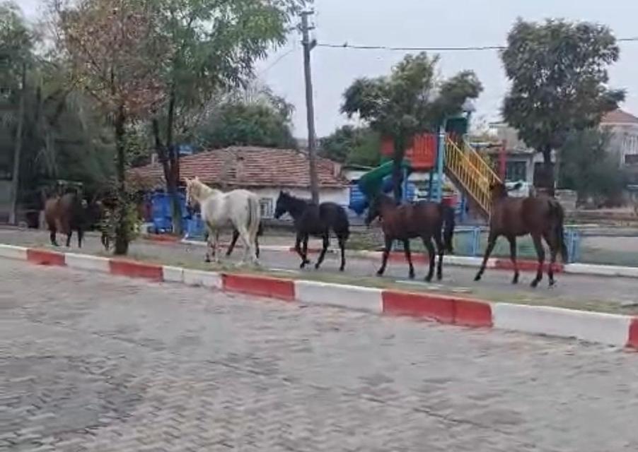 Başıboş atlar trafiği tehlikeye soktu