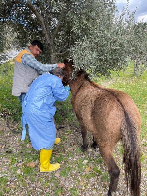 İncirliova’da Afrika At Vebası’na karşı çalışma başlatıldı