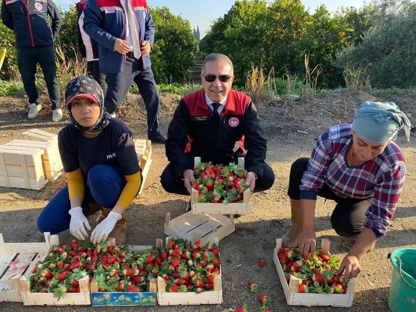 COĞRAFİ İŞARETLİ 'SULTANHİSAR ÇİLEĞİ'NDE HASAT SEVİNCİ