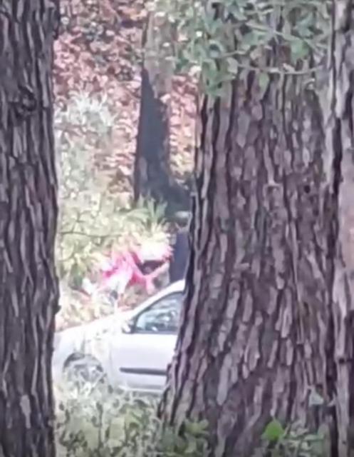 Ormanlık alanda kadını darbeden şüpheli yakalandı