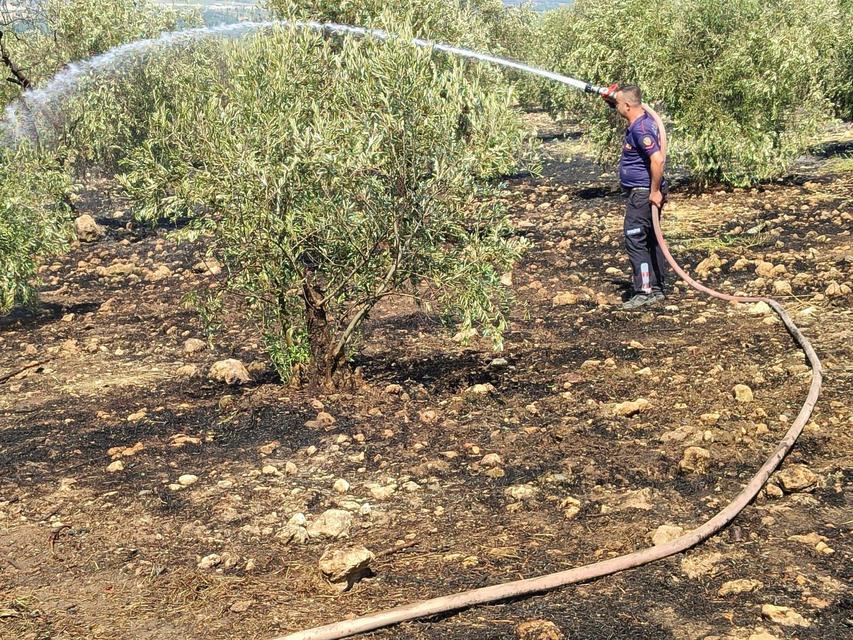 ZEYTİNLİKTE ÇIKAN YANGIN HIZLI MÜDAHALE İLE SÖNDÜRÜLDÜ