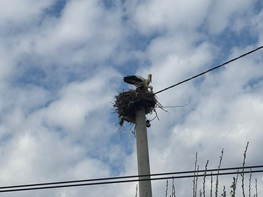 Bozdoğan’da baharın müjdecisi leylekler yuvalarına döndü