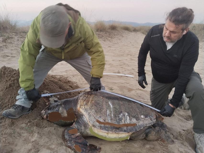 Kuşadası kıyılarında 3 deniz kaplumbağası ölü bulundu