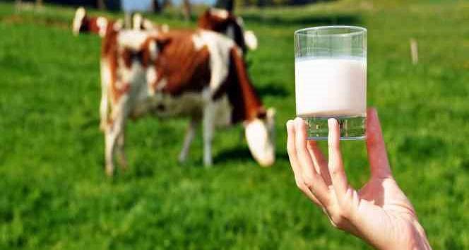 Aydın'da çiğ süt üreticilerine dev destek