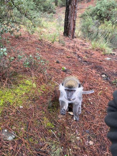 MANTAR ARAMAK İÇİN ÇIKTIĞI DOĞADA MAYMUN BULDU DKMP EKİPLERİ GELENE KADAR MAYMUNU SİMİTLE OYALADI