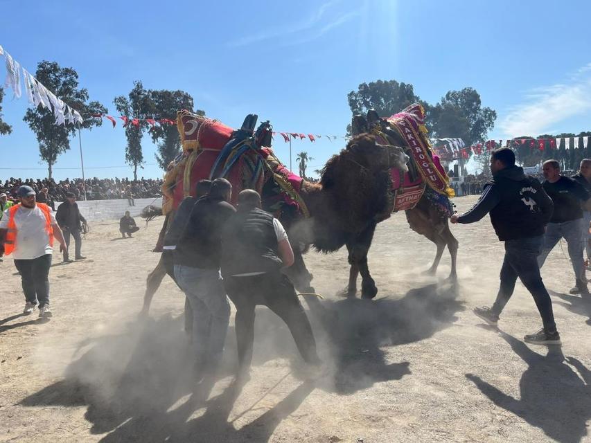 Aydın'da şap karantinası kalktı, deve güreşleri başladı