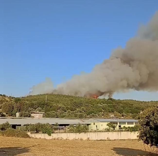 İzmir’de ormanlık alanda yangın
