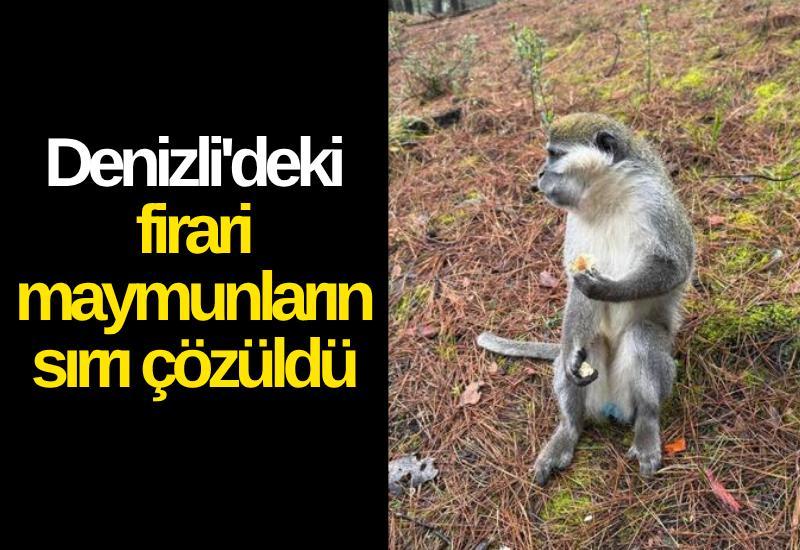 Denizli'deki firari maymunların sırrı çözüldü