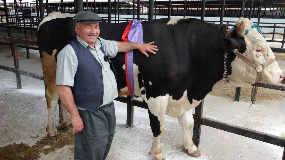 1 ton 200 kiloluk kurbanlık 350 bin TL'ye satıldı
