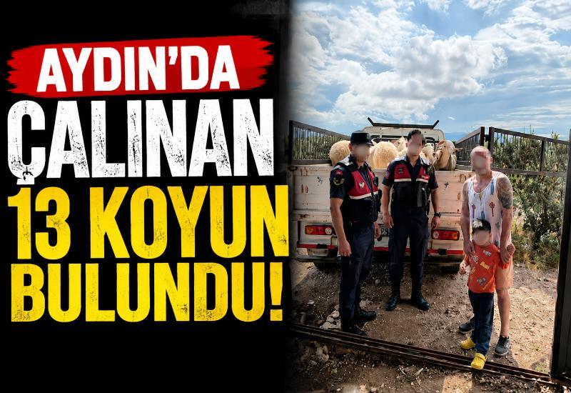 Aydın’da çalınan 13 koyun bulundu!