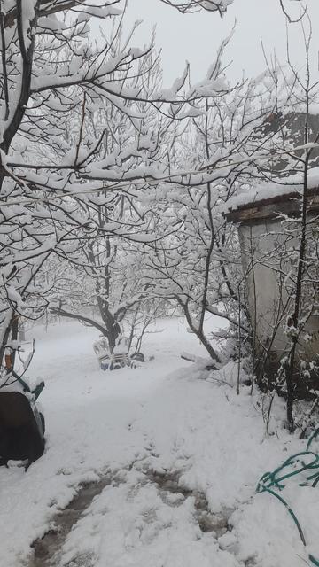 ÇAMELİ'NDE KAR KALINLIĞI 20 SANTİME YAKLAŞTI