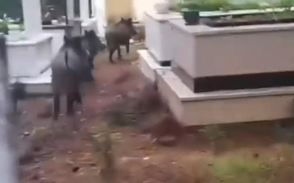 Domuz istilası sürüyor: "Yeni adres mezarlıklar"