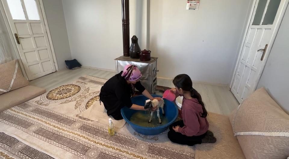 ANNESİZ KALAN KUZU AİLENİN 'UMUT'U OLDU ANNESİZ KUZUYU EV ORTAMINDA BEBEK ŞAMPUANIYLA YIKAYIP BİBERONLA BESLİYORLAR