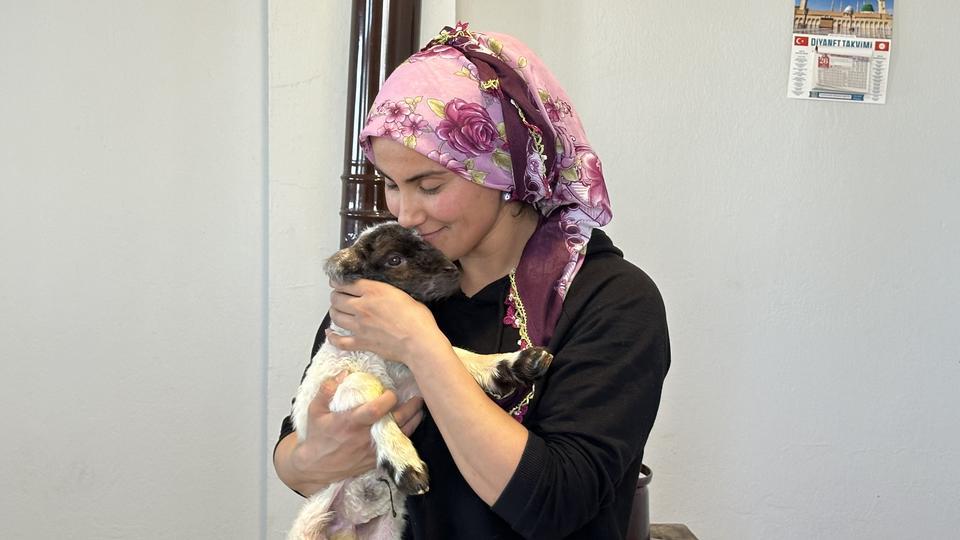 ANNESİZ KALAN KUZU AİLENİN 'UMUT'U OLDU ANNESİZ KUZUYU EV ORTAMINDA BEBEK ŞAMPUANIYLA YIKAYIP BİBERONLA BESLİYORLAR