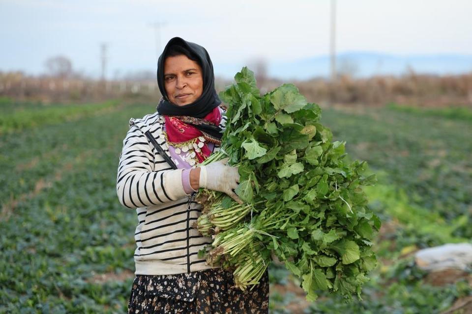 Aydın’da soğuk hava sebzeyi vurdu, tarlada verim düştü