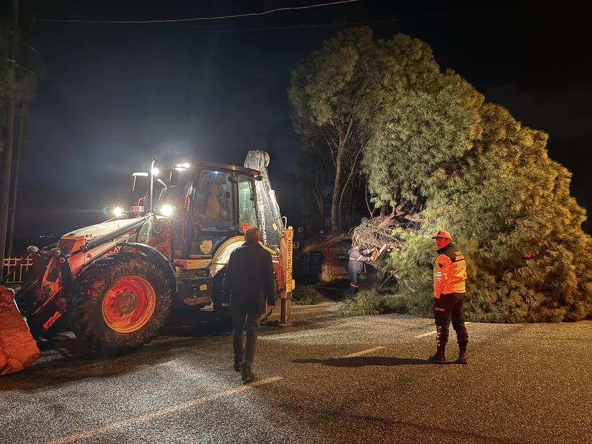 Koçarlı’da çam ağacı yola devrildi