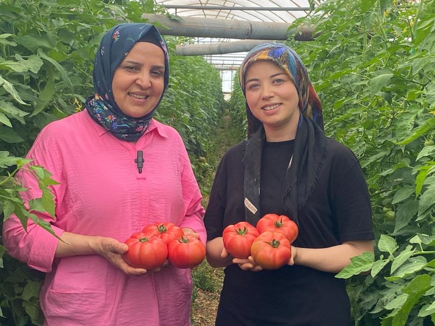 ÜRETİME GENÇ KADIN ELİ DEĞDİ: O İLÇEDE YILLIK 550 BİN TON DOMATES HASAT EDİLİYOR 33 BİN DEKAR ALANDA YILLIK YAKLAŞIK 550 BİN TON ÜRETİM GERÇEKLEŞTİRİLEN DOMATESTE İKİNCİ EKİM SEZONUNUN İLK HASATLARI BAŞLADI