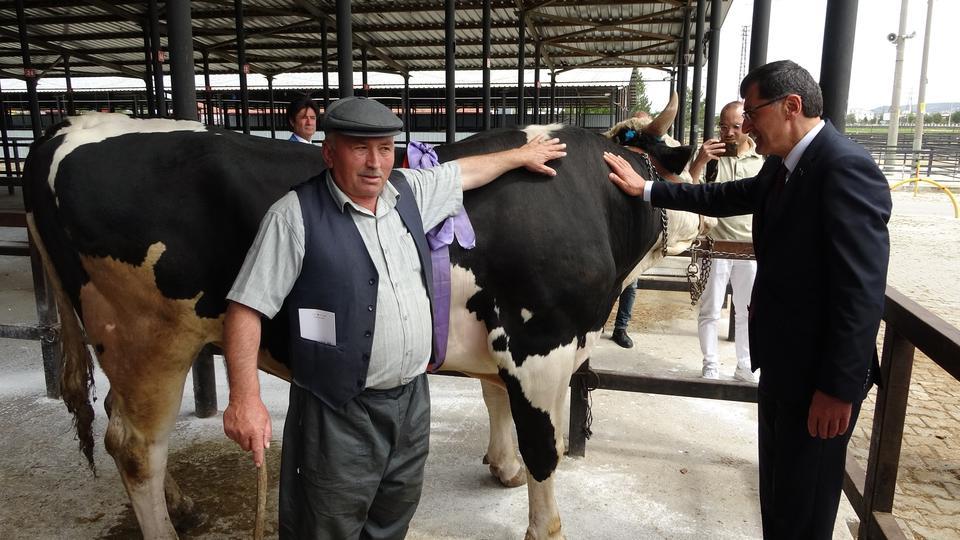 KÜTAHYA'DA 1 TON 200 KİLOLUK KURBANLIK 350 BİN TL'YE SATILDI
