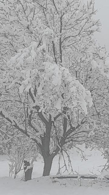 ÇAMELİ'NDE KAR KALINLIĞI 20 SANTİME YAKLAŞTI