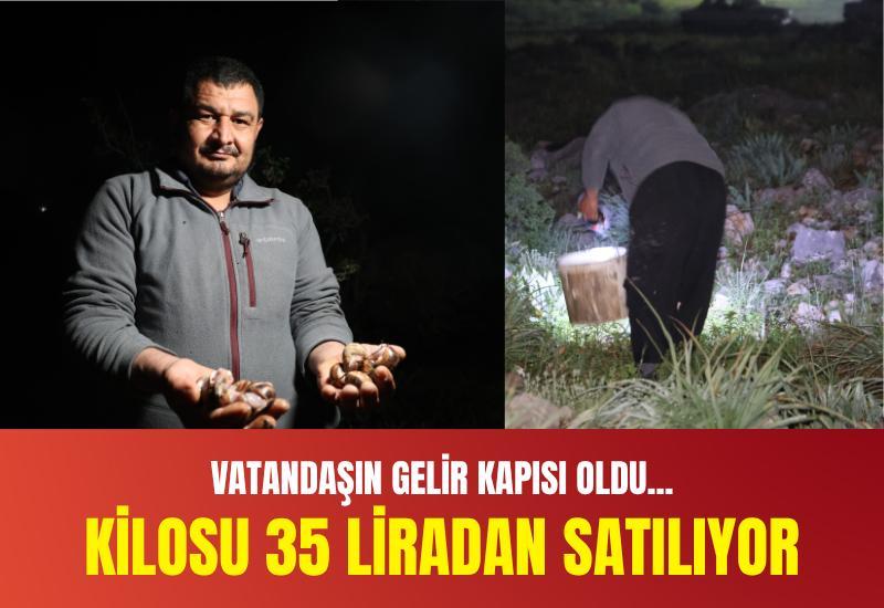 Vatandaşın gelir kapısı oldu: Kilosu 35 lira