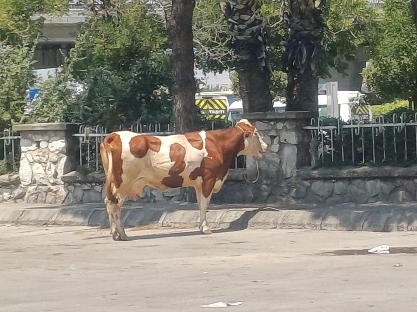 MANİSA'DA MEZBAHADAN KAÇAN İNEK ORTALIĞI BİRBİRİNE KATTI